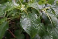 Climbing hydrangea, Hydrangea petiolaris, wet leaves